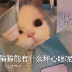 猫猫能有什么坏心眼呢 猫猫 天真