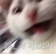 啊！不可以呀！ 猫猫 拒绝 不可以 no