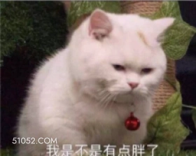 我是不是有点胖了 猫猫 胖 发愁