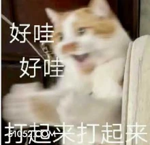 好哇 好哇 打起来打 猫猫 哈哈哈 看热闹 开心