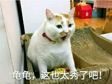 龟龟，这也太秀了吧！ 猫猫 秀 优秀 天秀