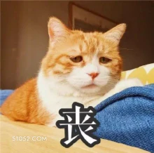 丧 猫猫 emo 丧