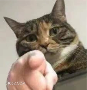 猫猫你再说一句你给我 猫猫 你再说一句 你给我等着