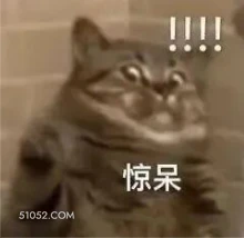 惊呆 猫猫 震惊 惊呆