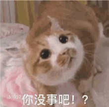 你没事吧！？ 猫猫 关心