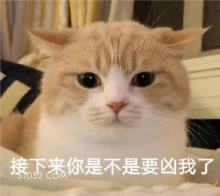 接下来你是不是要凶我 猫猫 超凶 凶我