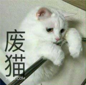 废猫 猫猫 躺平 废物