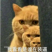 我看看是谁在装逼 猫猫 让我看看 盯