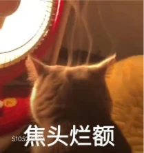 焦头烂额 猫猫 焦头烂额