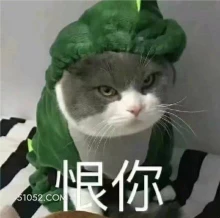 恨你 猫猫 恨你