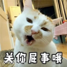 关你屁事哦 猫猫 关我屁事