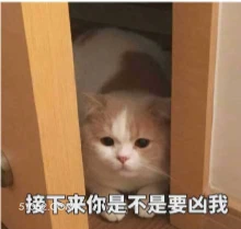 接下来你是不是要凶我 猫猫 你凶我 害怕