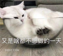 又是啥都不想做的一天 猫猫 躺平 不想干活