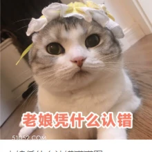 老娘凭什么认错 猫猫 不认错