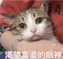 A 渴望富婆的眼神 猫猫 渴望