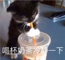 猫猫喝奶茶冷静 猫猫 喝奶茶 冷静