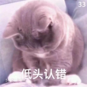 低头认错 猫猫 我错了 认错