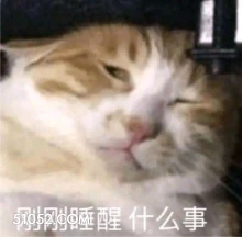 刚刚睡醒什么事 猫猫 睡醒 什么事