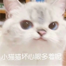 小猫猫坏心眼多着呢 猫猫 坏心眼