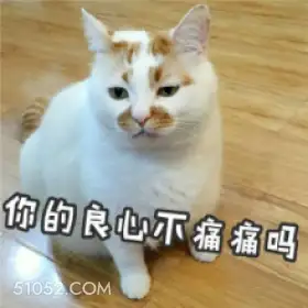 你的良心不痛痛吗 猫猫 你的良心不会痛吗