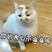 你的良心不痛痛吗 猫猫 你的良心不会痛吗