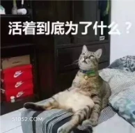 活着到底为了什么？ 猫猫 为什么活着 思考人生