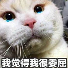 我觉得我很委屈 猫猫 委屈