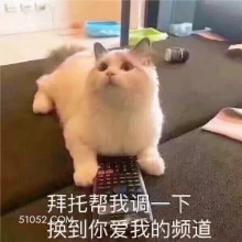 拜托帮我调一下 换到 猫猫 爱我