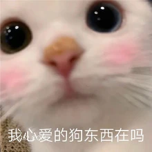 我心爱的狗东西在吗 猫猫 狗东西 在吗