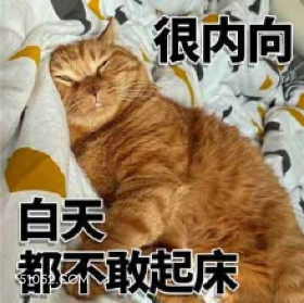 很内向 白天 都不敢 猫猫 不想起床