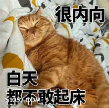 很内向 白天 都不敢 猫猫 不想起床