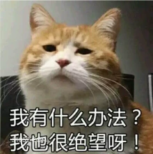 我有什么办法？ 我也 猫猫 没办法 绝望