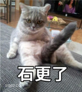 石更了 猫猫