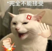 *完全不能接受 不能接受 拒绝 恼怒 猫猫