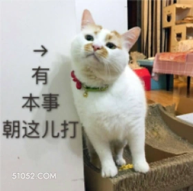 本事 朝这儿打 猫猫 来呀 有本事就打我