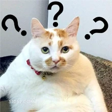 充满疑问 猫猫 疑问 ？ 无字表情包