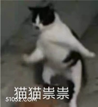 猫猫祟祟 猫猫 鬼鬼祟祟