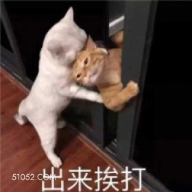 出来挨打 猫猫 打架