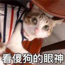 看傻狗的眼神 猫猫 看傻狗 看戏