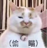 (偷瞄) 猫猫 偷瞄