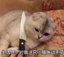 生活终于对我这只小猫 猫猫 生活 人生好难