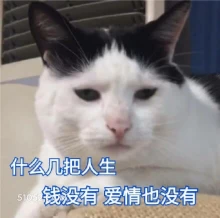 什么几把人生 钱没有 猫猫 人生好难 一穷二白