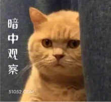 暗中观察 猫猫 暗中观察