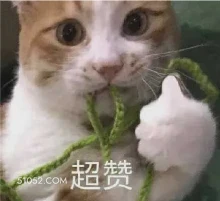 超赞 猫猫 竖起大拇指 点赞