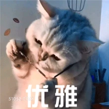 优雅 猫猫 优雅