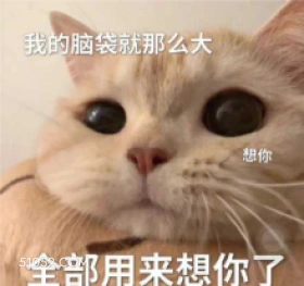 我的脑袋就那么大 想 猫猫 想你