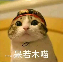 呆若木喵 猫猫 呆 发呆