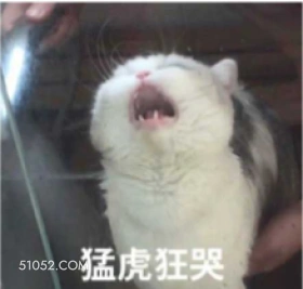 猛虎狂哭 猫猫 哭唧唧 大哭