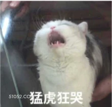 猛虎狂哭 猫猫 哭唧唧 大哭