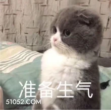 准备生气 猫猫 生气